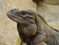 /album/fauna/cycklura-cornuta-jpg/